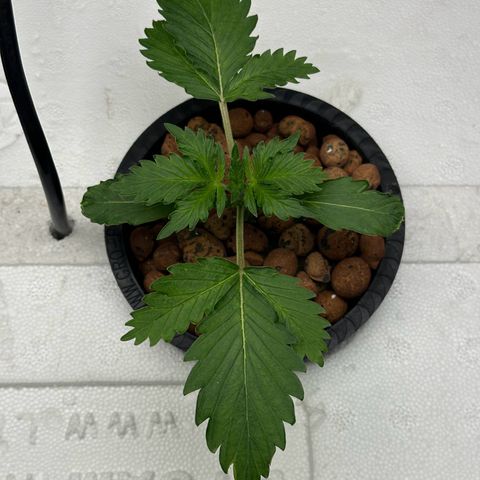 Blue hydro #2 growlog timeline photo