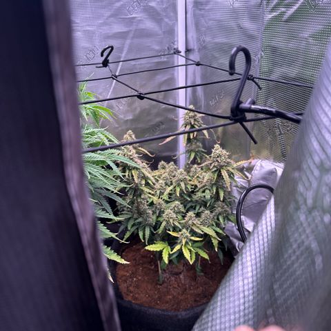 Growlog-Zeitleistenfoto von Blue