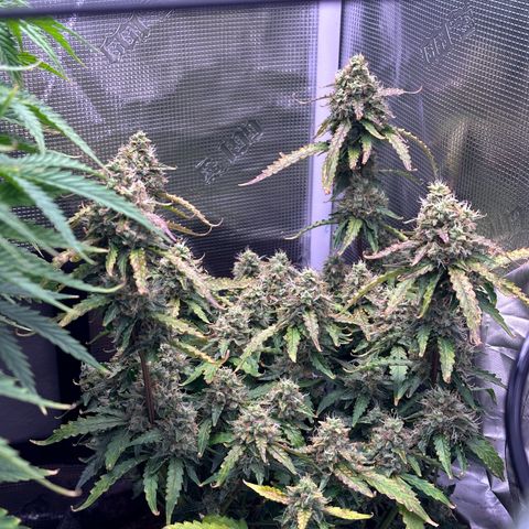 Growlog-Zeitleistenfoto von Blue