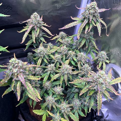 Growlog-Zeitleistenfoto von Blue