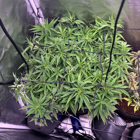 GG#4 growlog timeline photo