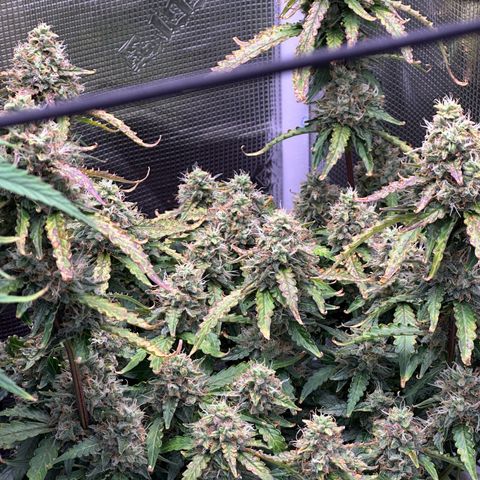 Growlog-Zeitleistenfoto von Blue