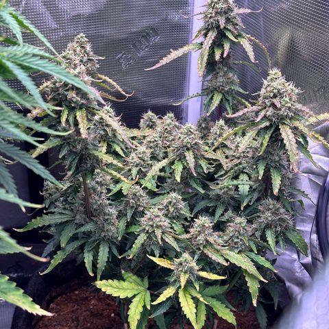Growlog-Zeitleistenfoto von Blue
