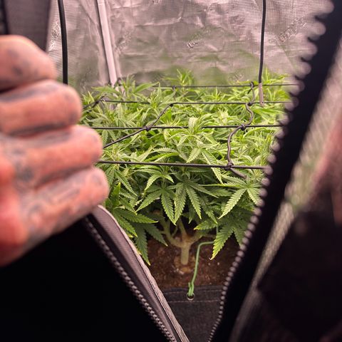 GG#4 growlog timeline photo