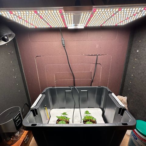 Blue hydro #1 growlog photo: Made some room
