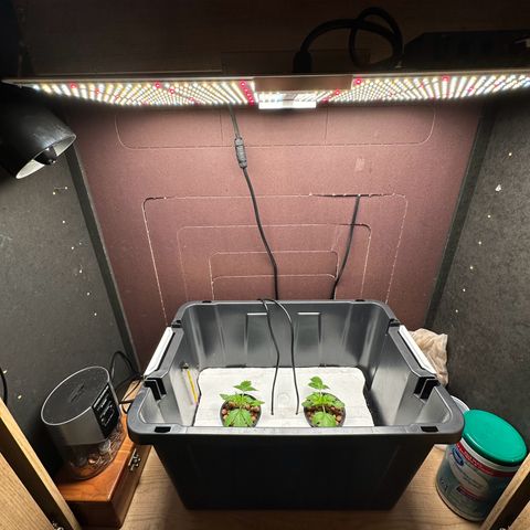 Blue hydro #1 growlog photo: Made some room