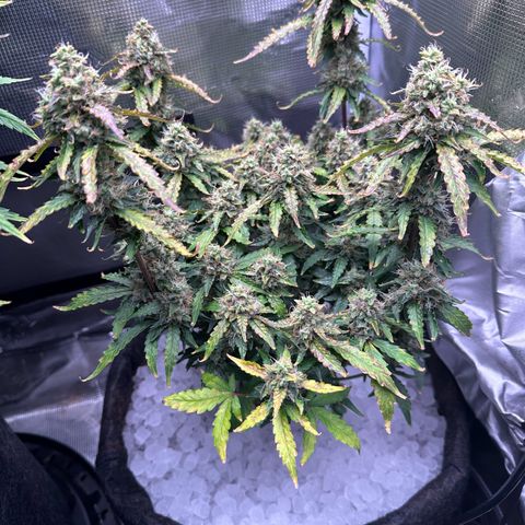 Growlog-Foto von Blue: Iced nugs anyone? Shout out to Sonic Drive In for the best ice out the to get my nugs frosty!