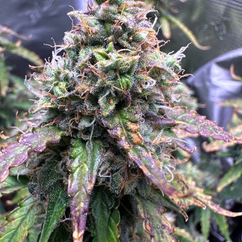Growlog-Foto von Blue: Purple colors coming in