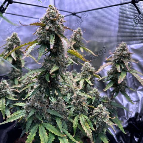 Growlog-Foto von Blue: Purple colors coming in