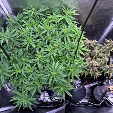 Growlog-Zeitleistenfoto von Blue