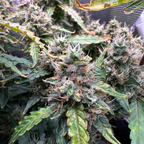 Growlog-Zeitleistenfoto von Blue