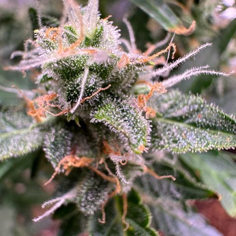 Growlog-Zeitleistenfoto von Blue