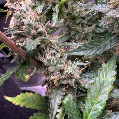 Growlog-Zeitleistenfoto von Blue