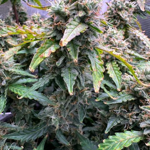 Growlog-Zeitleistenfoto von Blue