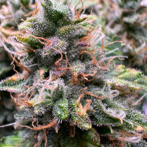 Growlog-Zeitleistenfoto von Blue