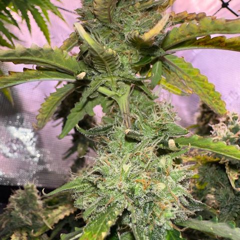 Growlog-Zeitleistenfoto von Blue