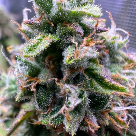 Growlog-Zeitleistenfoto von Blue