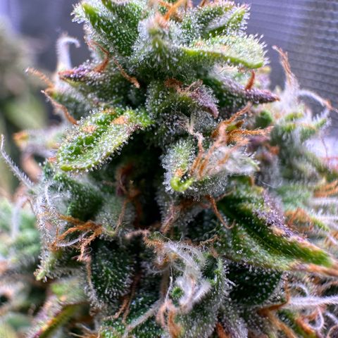 Growlog-Zeitleistenfoto von Blue