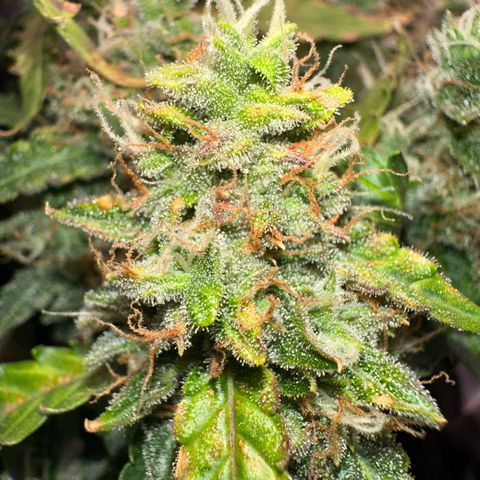 Growlog-Zeitleistenfoto von Blue