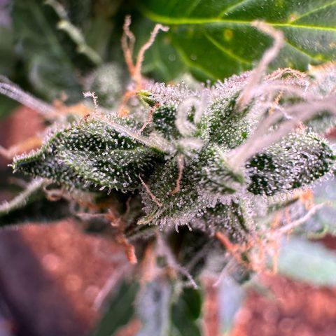 Growlog-Zeitleistenfoto von Blue