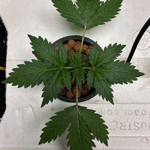 Blue hydro #1 growlog timeline photo