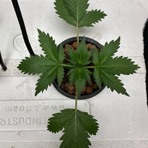 Blue hydro #2 growlog timeline photo