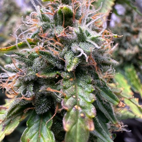Growlog-Zeitleistenfoto von Blue