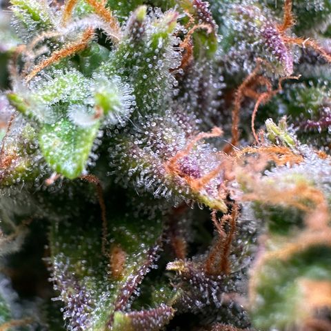 Growlog-Zeitleistenfoto von Blue