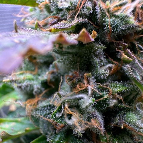 Growlog-Zeitleistenfoto von Blue