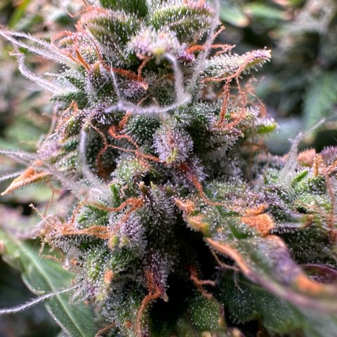 Growlog-Zeitleistenfoto von Blue