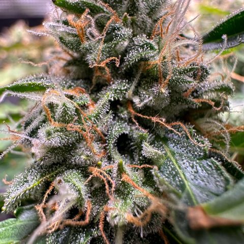 Growlog-Zeitleistenfoto von Blue
