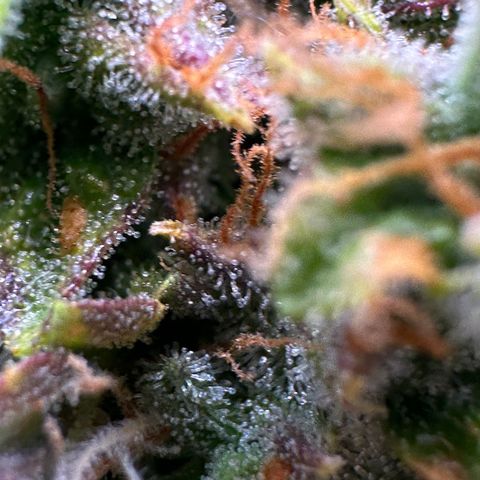 Growlog-Zeitleistenfoto von Blue