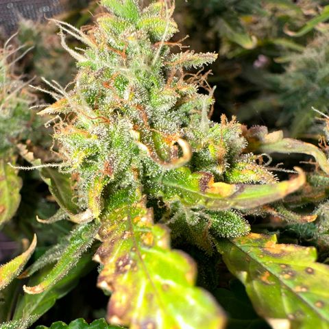 Growlog-Zeitleistenfoto von Blue