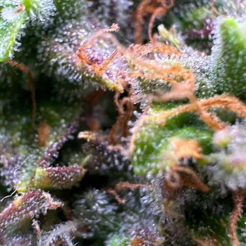 Growlog-Zeitleistenfoto von Blue