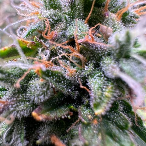 Growlog-Zeitleistenfoto von Blue