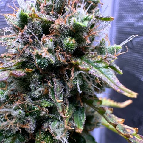 Growlog-Zeitleistenfoto von Blue