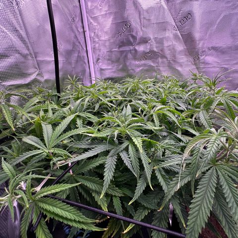 GG#4 growlog photo: Removed training wires