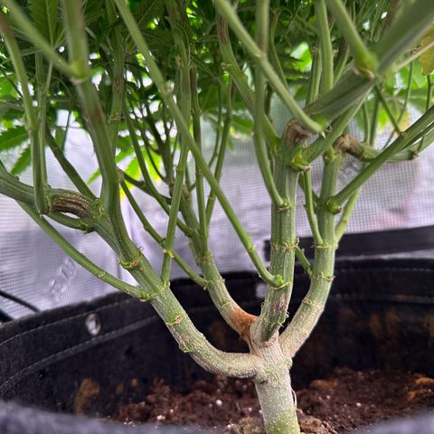 GG#4 growlog photo: Removed training wires