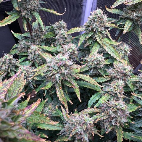 Growlog-Foto von Blue: Last week maybe