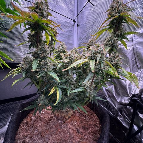 Growlog-Foto von Blue: Last week maybe