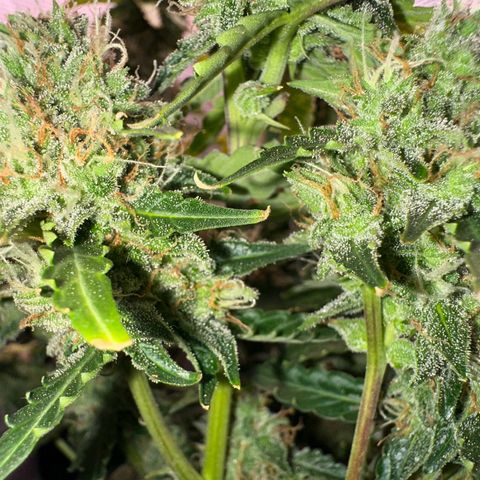 Growlog-Foto von Blue: Last week maybe