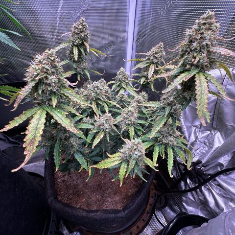 Growlog-Foto von Blue: Last week maybe