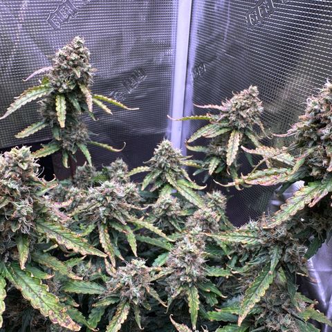 Growlog-Foto von Blue: Last week maybe