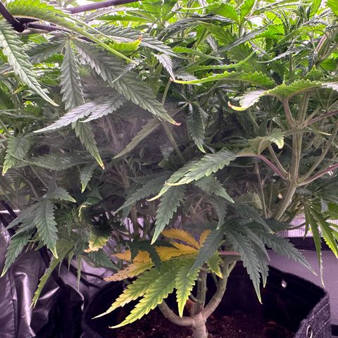 GG#4 growlog photo: Removed training wires