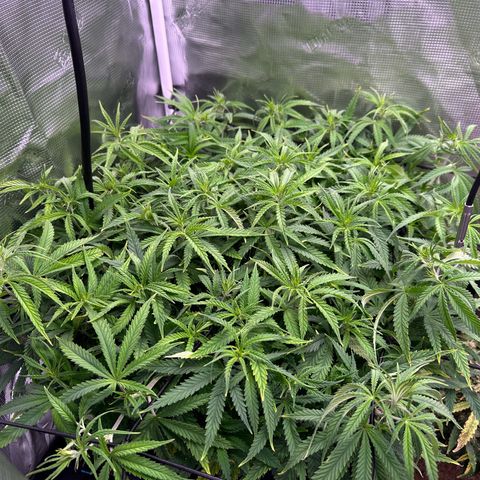 GG#4 growlog photo: Removed training wires