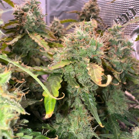 Growlog-Foto von Blue: Last week maybe