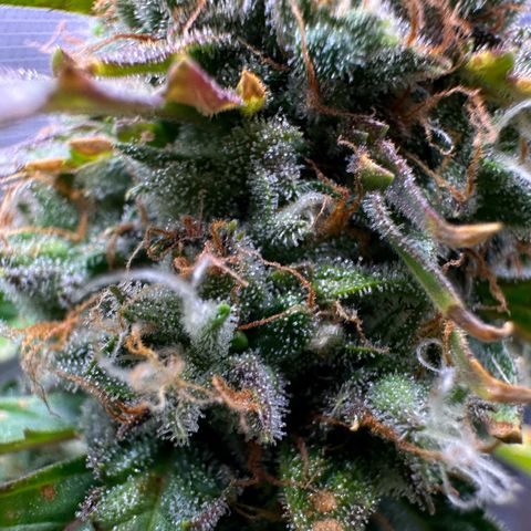 Growlog-Foto von Blue: Last week maybe