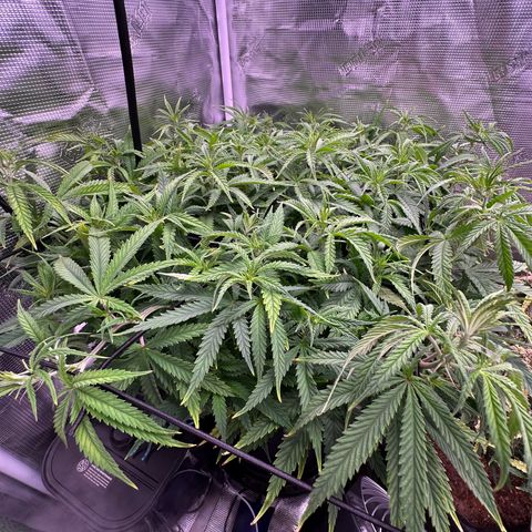 GG#4 growlog photo: Removed training wires