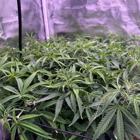 GG#4 growlog photo: Removed training wires