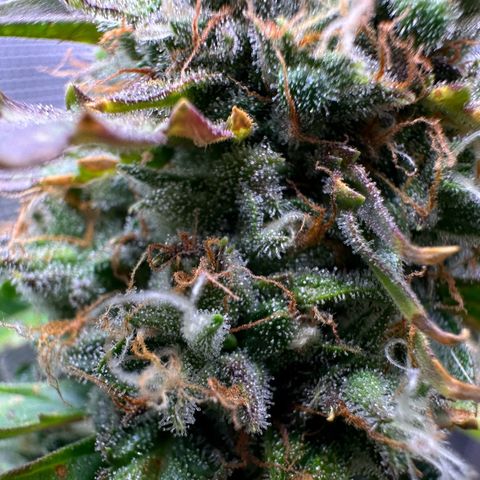 Growlog-Foto von Blue: Last week maybe